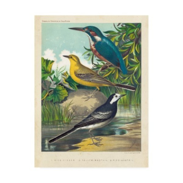 Trademark Fine Art Cassell 'King Fisher And Wagtails' Canvas Art, 18x24 WAG11505-C1824GG